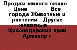 Продам милого ёжика › Цена ­ 10 000 - Все города Животные и растения » Другие животные   . Краснодарский край,Армавир г.